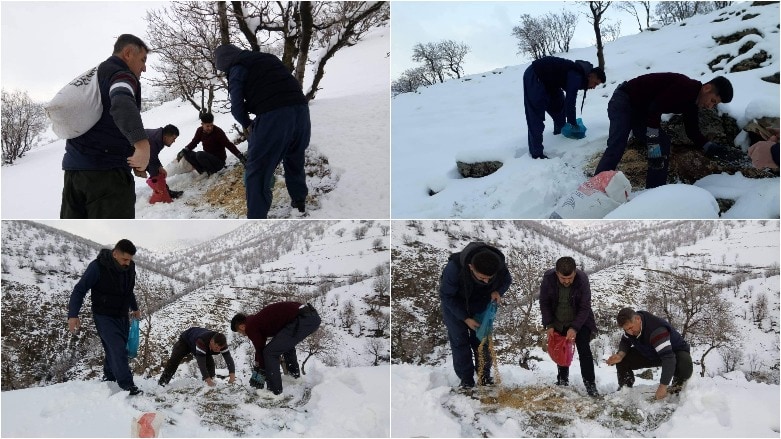 Volunteers leave food for wild animals in snowy Kurdistan mountains | The  Kurdish Project